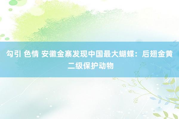 勾引 色情 安徽金寨发现中国最大蝴蝶：后翅金黄 二级保护动物