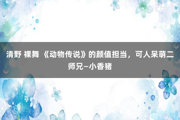 清野 裸舞 《动物传说》的颜值担当，可人呆萌二师兄—小香猪